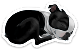 Boston terrier vinyl magnet, Sleepy boston terrier