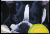 Boston terrier sleeping with a ball cute dog art magnet