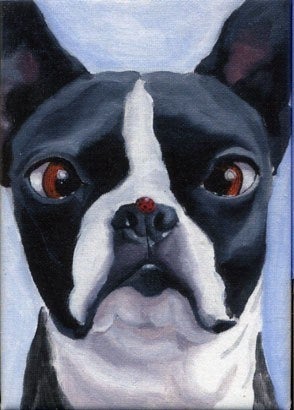 Boston Terrier with a Ladybug on His Nose Magnet, boston terrier gift for your space