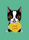 Boston Terrier Holding a Valentine Heart dog art customizable