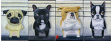 The Line Up - Boston Terrier Dog art Magnet, boston terrier gift, boston terrier art kitchen refrigerator magnet