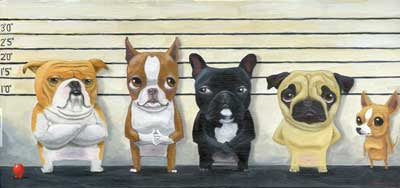 Boston terrier gift, Brown Red Boston Terrier - The Line Up Print