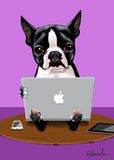 Boston Terrier loves his macbook