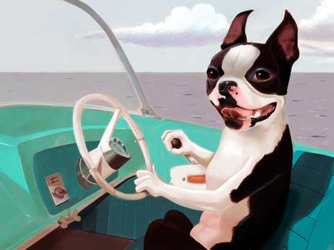 Boston terrier going for a boat ride, Boston Terrier boat gift, Boston Terrier gift