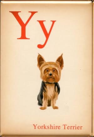 Yorkie gift, yorkshire terrier gift, Dogs A-Z: Yorkshire Terrier, yorkie lover, yorkie magnet, yorkie art